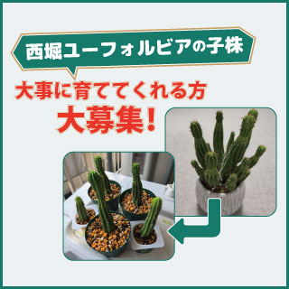 夢が咲く 有吉園芸～Road to start a garden shop～