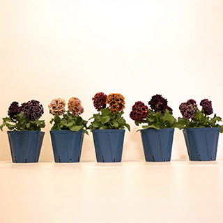 夢が咲く 有吉園芸～Road to start a garden shop～