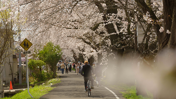 桜の樹木医