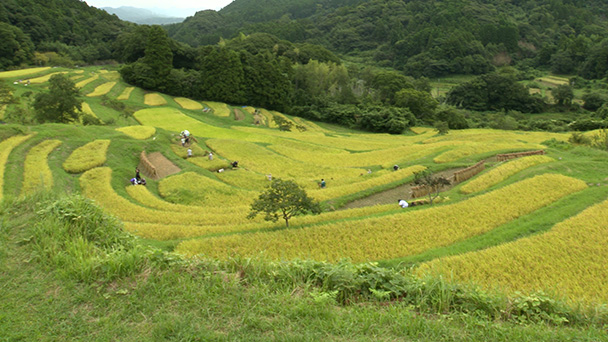大山千枚田