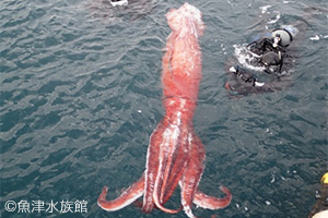 遥かなる深海大冒険5 富山湾の巨大生物 Vs 赤い海 のナゾ生物 遥かなる深海大冒険 Bs朝日
