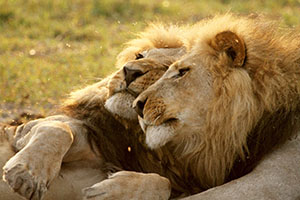 百獣の王ライオンｖｓアフリカ象 命を懸けた死闘 Wild Nature 地球大紀行 Bs朝日