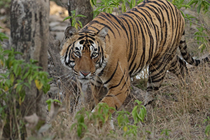インド野生動物の宝庫で見た 最後のアジアライオン 親子愛 Wild Nature 地球大紀行 Bs朝日