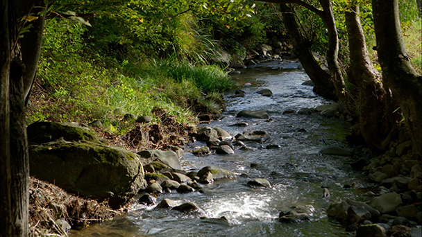 歌の思い出特集