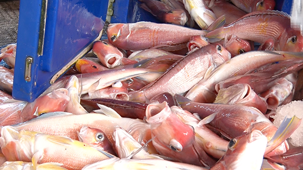 魚が食べたい！－地魚さがして3000港－