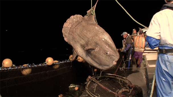 魚が食べたい！－地魚さがして3000港－