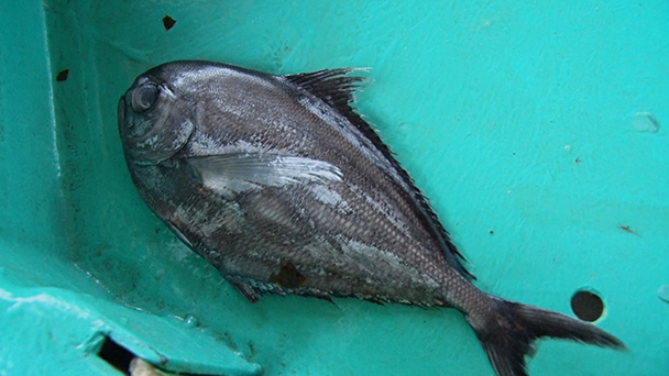 魚が食べたい！－地魚さがして3000港－