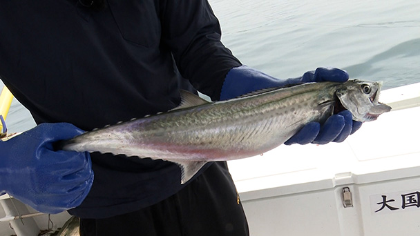 魚が食べたい！－地魚さがして3000港－