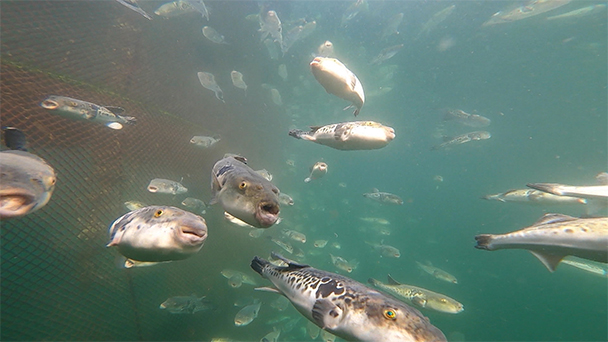 魚が食べたい！－地魚さがして3000港－