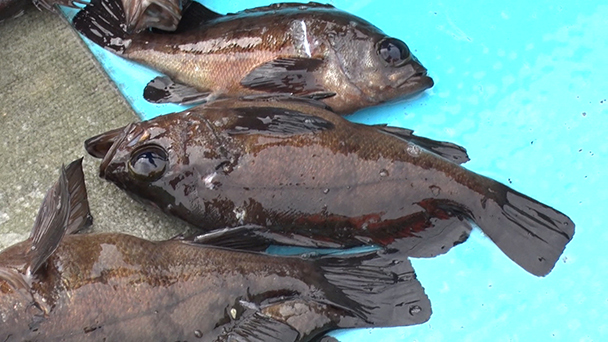 魚が食べたい！－地魚さがして3000港－