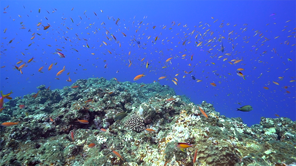 魚が食べたい！－地魚さがして3000港－