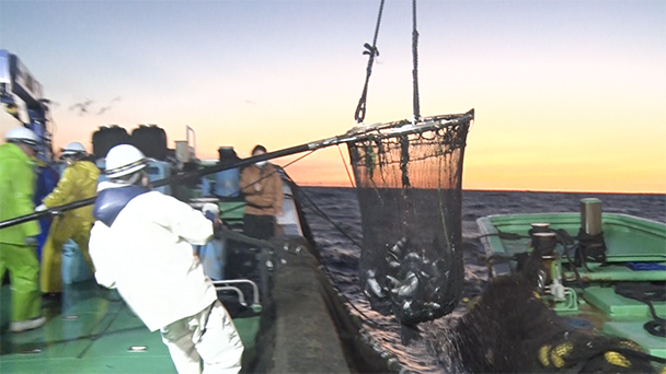 魚が食べたい！＃１７２　三重県早田漁港<br>（ブリ、アオリイカ、サラタケ）