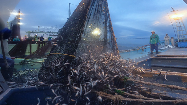 魚が食べたい！＃１７５　千葉県館⼭市船形漁港<br>（ミノカサゴ･巻き網船イワシ）