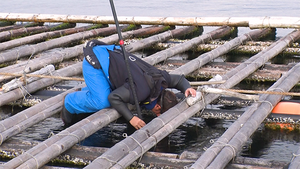 魚が食べたい！＃２５８　広島県草津漁港<br>（ウマヅラハギ、カワハギ、ヒラメ）