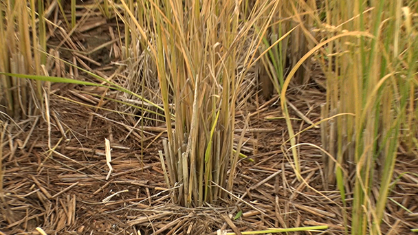 つながる絵本　for SDGs