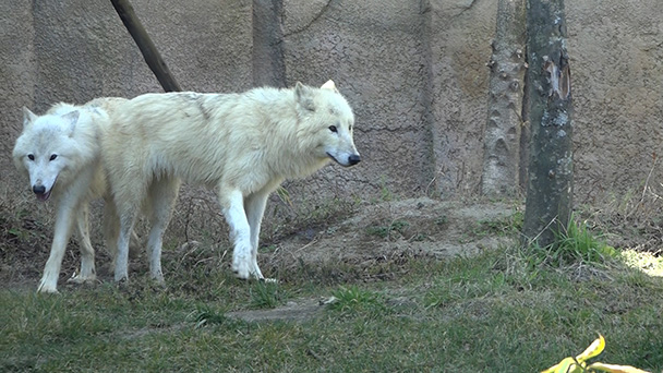 解明！動物園の秘密〜可愛いどうぶつと飼育員の胸キュン記録〜