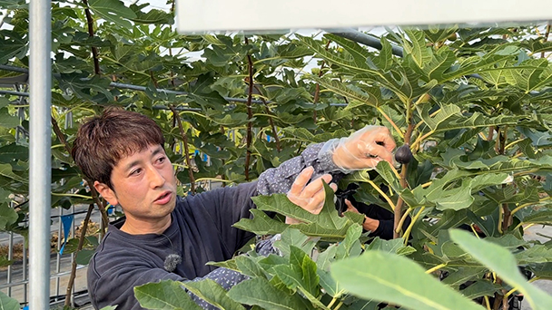 珍しい品種が開いた就農への扉  年間１万人が訪れるいちじく農園