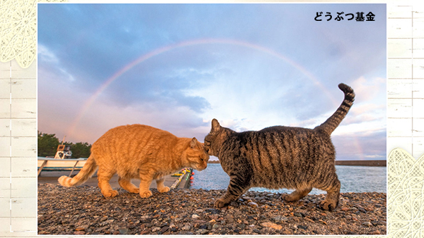 7月1日発売の川瀬先生の犬と猫のエマージェンシー対応 救急現場で