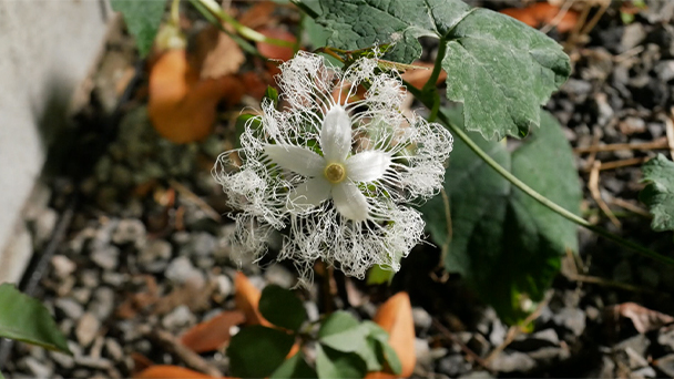 鈴木 純 植物観察家 アーシストcafe 緑のコトノハ Bs朝日