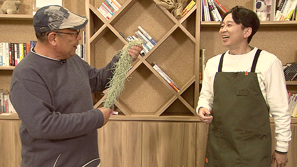 大量生産で大儲けも夢じゃない!?エアープランツドリーム！