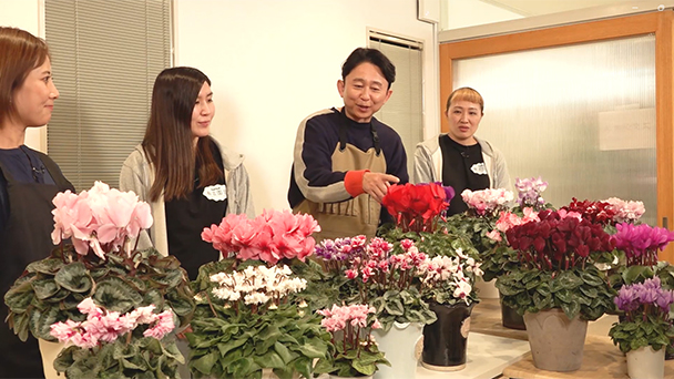 冬の女王 シクラメンの魅力に迫る