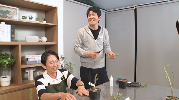 サトウ園芸のパンジー近況報告＆簡単サボテンの接木に挑戦